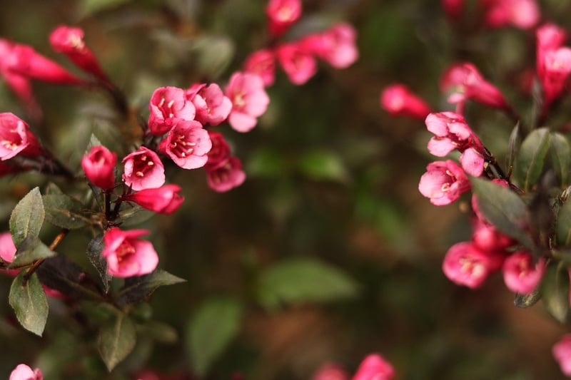 Variegated Weigela